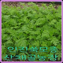 모종이야기 인진쑥 모종 105구트레이모종판, 21개