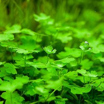 진스아쿠아협력업체 어항수초. 아메리칸 노치도메 5촉