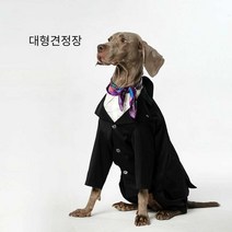 배구댕 대형견정장 결혼식 슈트 의류 파티 자켓 세트, 길이30cm 둘레40-50cm 3.5-6kg