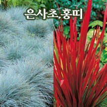 뿌리로템원예종묘_홍띠 은사초 포트 5묶음 야생화 노지월동식물, 홍띠 포트 5개