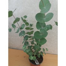 [박씨농원] 유칼립투스블랙잭