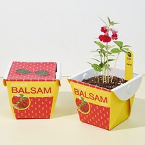 에코팟 봉선화 종이화분 식물 키우기 키트 미니화분