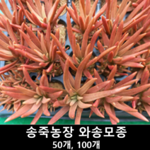 [송죽농장] 와송모종, 50개