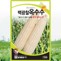 백광찰옥수수 씨앗 찰옥수수 씨 종자 150립, 단품