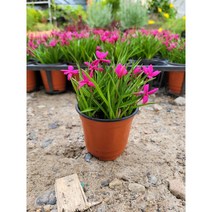 설란 설난 소품 10~25cm 59 색상랜덤, 1개