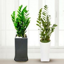 [심고거둠] 금전수 개업 축하 화분, 특대형 사각분 (120cm 내외)