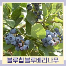 블루베리나무 묘목 블루칩 삽목4생 결실주 7치포트묘 1개