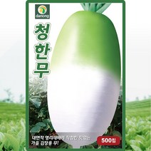 청한무 씨앗 무우 씨 종자 500립, 1개