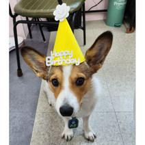라온하개 반려동물 미니꼬깔 강아지 생일파티 기념일, 옐로우