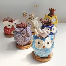 컬러 복 부엉이 6종 화분, 6종화분+다육6+배양토+받침대6p