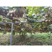골드키위 참다래 국산 보성 키위 2kg 1kg대 특대 중자 대왕 점보 1박스 한박스, 보성 참다래 골드키위 대자(18~22과)