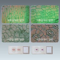 초등과학 꽃 현미경관찰용 프레파라트 실험실 생물학표본 연구활동 샘플슬라이드 표분