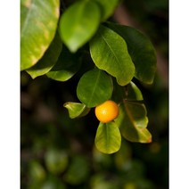 [꽃담은나무] 귤나무 모음, 15. 황금향 H0.4~ 화분묘