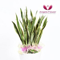 [엔젤스플라워] 전국배송 축하 개업 관엽식물 공기청정 화분 인테리어, P034PR_산세베리아 대형