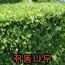 쥐똥나무 키1~1.2m 10그루 나무 묘목 쥐똥나무 울타리나무 꽃나무