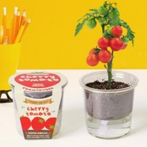 방울토마토 집에서할수있는취미 화분키우기 세트, 상품선택