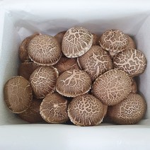 [영월농원] 송화버섯 일반형 1kg 무농약 산지직송 영월 송화고버섯 송고 생표고 버섯, 1개