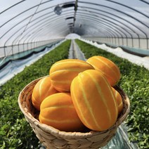 성주참외 당도보장 고당도 꿀참외, 5kg가정용(대과)(9~12과)