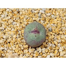 코노피튬/파가에1380-2168 아프리카농장