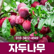 자두/피자두/R3/결실주/1등묘/피자두나무/자두나무/과일/유실수/조경수/나무/묘목/도시농부