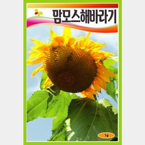 희귀해바라기 씨앗 모음, 3. 맘모스해바라기   1g