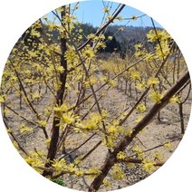 산수유나무 성목 결실주