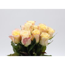 피치색 장미 생화택배 (고속터미널꽃시장 직배송) 꽃예꽃, 취소처리(취소선택시 다른꽃변경불가), 금~일요일 구매시 (화요일 도착), 1개