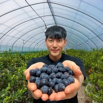 칠레 생 블루베리 생과 250g