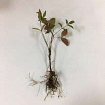 뉴 남천 남천묘목 (1뿌리기준 ) -월동나무 단풍나무 키큰나무 조경나무 조경 담장나무 남천나무 사계절식물