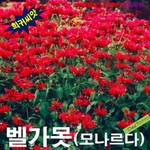 해피(희귀씨앗) 벨가못 (모나르다) 레드 8립, 상세페이지 참조