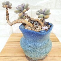 아메치스 3두 목대 키우기 쉬운 다육 랜덤발송 분별도2꺽1-220, 단품