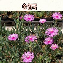 3치 포트 송엽국 4개묶음 / 노지월동 조경용 다육식물