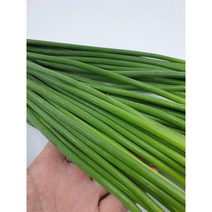 신선 최상급 마늘쫑 마늘종 햇마늘 수입, 1kg