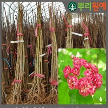 산사나무 홍화산사 나무 묘목 2년생 1그루
