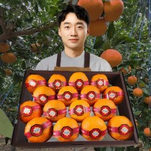 [산지직송] 청년진또배기 천혜향 제주 명품 고당도 프리미엄 선물세트 가정용 2kg 3kg 5kg, [옵션6] 선물용 4.5kg 14~20과