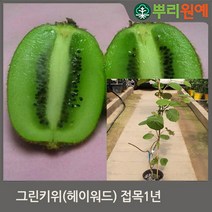 [뿌리원예] 그린 키위나무 묘목 / 접목묘