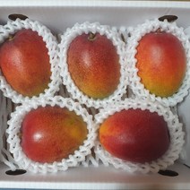 [제주농부] 산지직송 고당도 제주 서귀포 애플망고, 제주애플망고 3kg(9-11과)