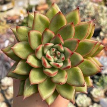 홍비 다육식물 묵은둥이