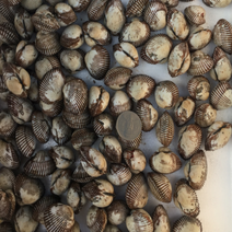 벌교새꼬막 참꼬막 왕꼬막 1kg 새조개500g 산지직송, 꼬막소품(18~20mm)