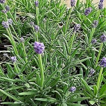 모종/허브-라벤다(잉글리쉬 라벤다) 10cm포트/3개 KM364, 3개