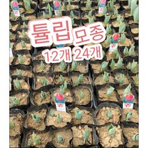 튤립-모종 1판(12개) 2판(24개)/네덜란드의 상징인 튤립꽃