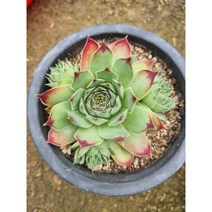 블랙진주 바위솔 다육식물 키우기 쉬운 나만의 애완식물 애농팜 야생화 당일 선별배송