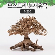 SM 프리미엄 베트남 분재유목 [M220]