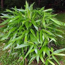 조릿대나무 산죽 묘목 - 화분 1개