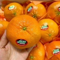 ow 제주도 제주 레드향 5kg 선물용 대과, 오픈마켓 1, 오픈마켓 본상품선택