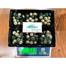 2022 제주도 비양도산 순살왕 보말 2팩(300g) 택배포함 자연산돌미역1팩(250g)포함, 보말4키로