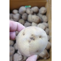 강원도 씨감자 수미 종자 감자씨 1kg 5kg 20kg, 1개