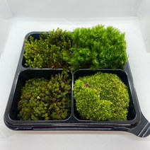 테라리움 팔루다리움 재료 키트 생이끼 8종 중 DIY 4개세트