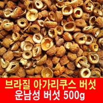 브라질 아가리쿠스 버섯 1000g 중국운남성 야생 대륙의약초, 1개