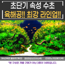 [비바소녀] 부상+중경+전경 3종(19촉)을 한 번에 세팅!! 초보수초 구피 새우 어항수초